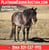 Horse ad