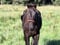 Annuncio cavallo