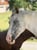 Annonce cheval