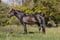 Annuncio cavallo