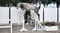 Annuncio cavallo