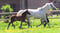 Paardadvertentie
