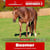 Horse ad