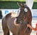 Horse ad