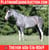 Horse ad