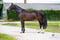 Paardadvertentie