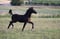 Horse ad