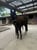 Horse ad
