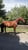 Annuncio cavallo