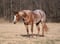 Horse ad