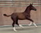Annuncio cavallo