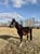 Horse ad