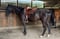 Horse ad