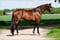 Horse ad