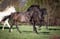 Annonce cheval