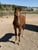 Horse ad