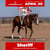 Paardadvertentie