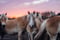 Annuncio cavallo