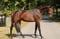 Horse ad
