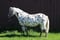 Annuncio cavallo