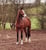 Annuncio cavallo