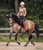 Horse ad