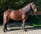 Horse ad