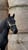 Horse ad