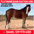 Horse ad