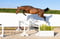 Horse ad