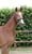 Anuncio de caballos