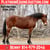 Horse ad