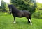 Annuncio cavallo