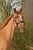 Annuncio cavallo