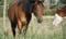 Horse ad