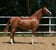 Annuncio cavallo