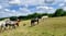 Horse ad