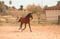 Annuncio cavallo