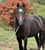Annuncio cavallo