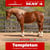 Horse ad