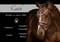Horse ad