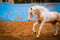Horse ad