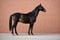 Annonce cheval