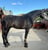 Annonce cheval