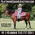 Horse ad