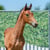 Horse ad