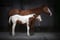 Horse ad