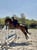 Annuncio cavallo