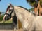Anuncio de caballos