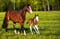 Annuncio cavallo